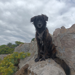 Koda profile