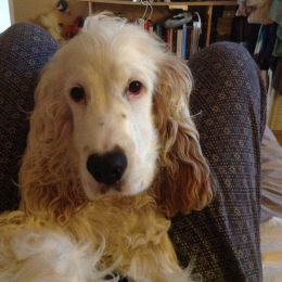 Falkor profile
