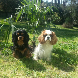 Jade et hawai profile