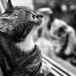 Axelle, lilou, miyou profile