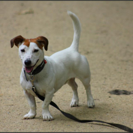 Dexter profile