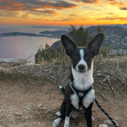 Aiden profile