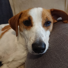 Diego profile