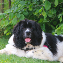 Suzie profile