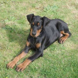 Anubis profile