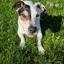 Franklin profile