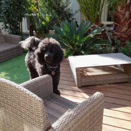 Jarmusch, jaja profile