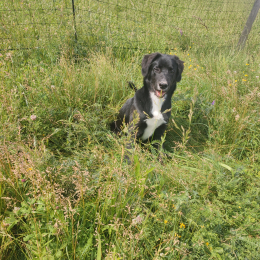 Viko profile
