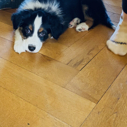 Nina profile