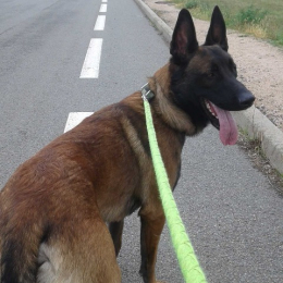 Boyer profile