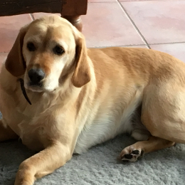 Guizmo profile
