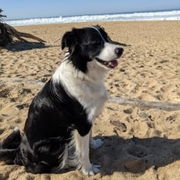 Lola profile