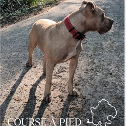 Doggo profile