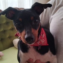 Filou profile