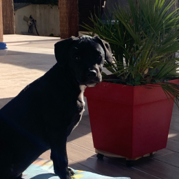 Doggo profile
