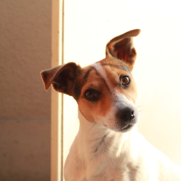 Pauline profile