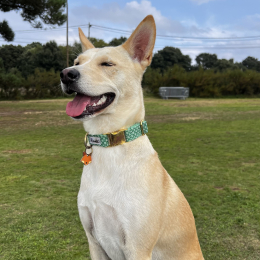 Tia profile
