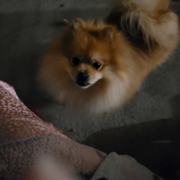 Doggo profile