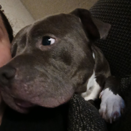 Tyson profile