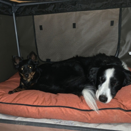 Gribouille et chipie profile