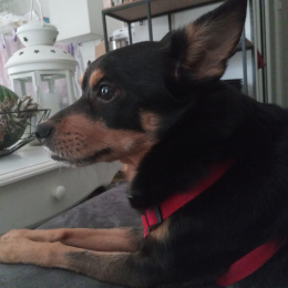 Stitch et guinty profile