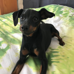 Nizie profile