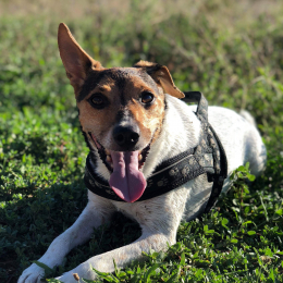 Jack profile