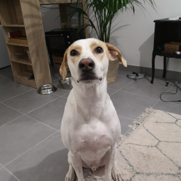 Otis profile