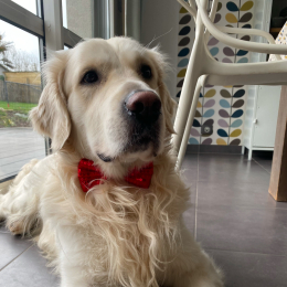 Rosko profile