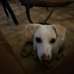 Coco et cutie profile