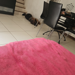 Uston jul chouchou dydy profile