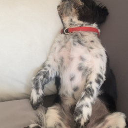 Tiamo profile