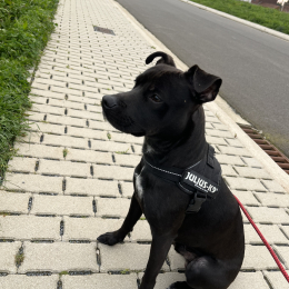 Tayco profile