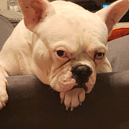 Grogu profile