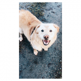Doggo profile