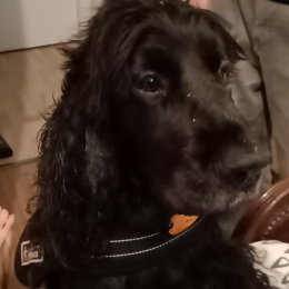 Doggo profile