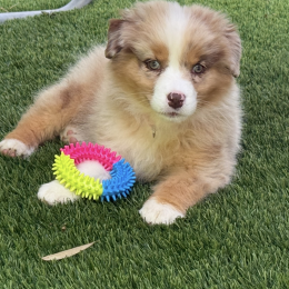 Athena profile