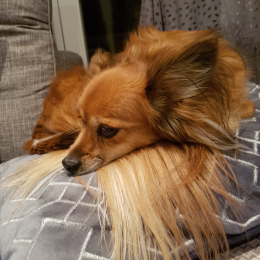 Bella profile