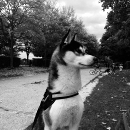 Maia profile