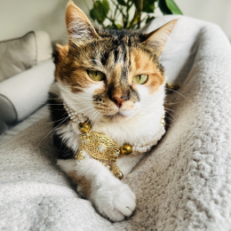 Mimi profile
