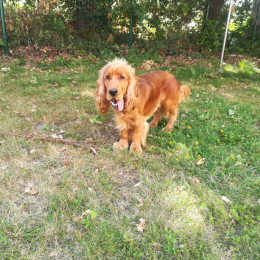 Peanuts profile
