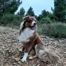 Doggo profile