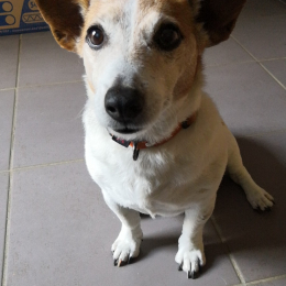Abby profile
