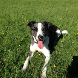 Patxi profile