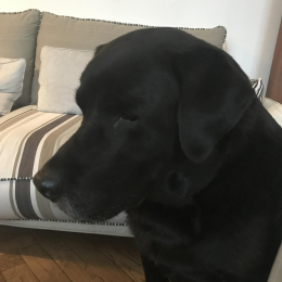 Campbell profile