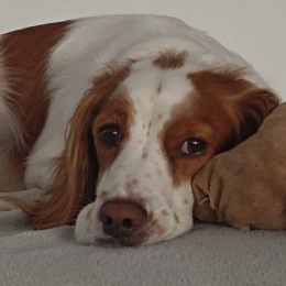 Milou profile