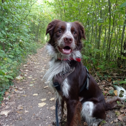 Zéphyr profile