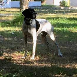 Nelson profile