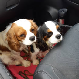 Olive et olga profile