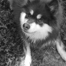 Shirley profile